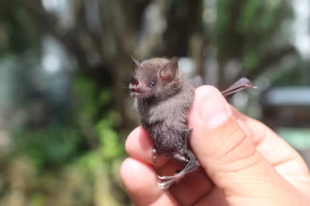 Los murciélagos son considerados como una de las principales especies dispersora de semillas, polinizadora