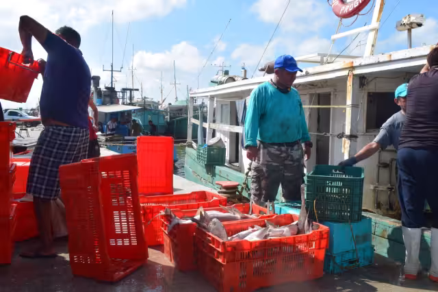 Los fenómenos naturales como la marea roja y los constantes nortes han marcado el fin de las temporadas de búsqueda de diferentes escamas