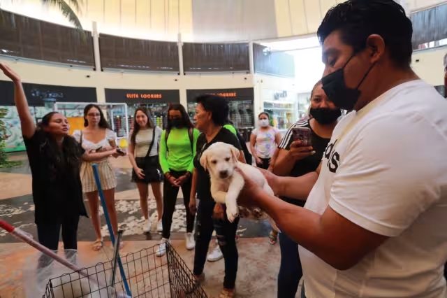 El programa seguirá abierto hasta abril del 2024 y permitirá vigilar que los dueños cumplan sus obligaciones con sus animales