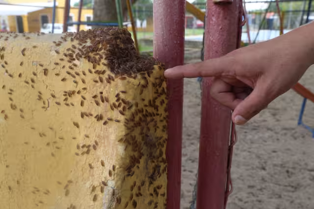 la plaga ha afectado las labores cotidianas de las familias, afirman