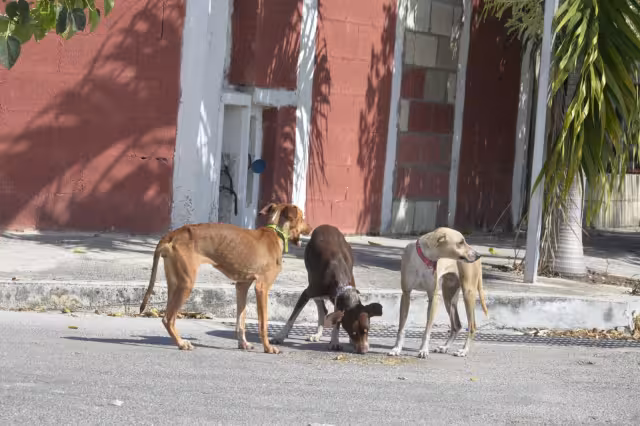 El retorno de animales extraviados a sus propietarios originales representa un 30 por ciento de las salidas