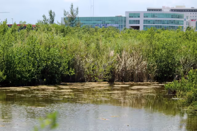 El manglar cubre el 83 por ciento de la costa de Quintana Roo que equivale a mil 398 kilómetros