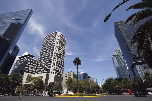La palma de Reforma tiene más de 100 años de antigüedad. Foto: Secretaría de Cultura Ciudad de México