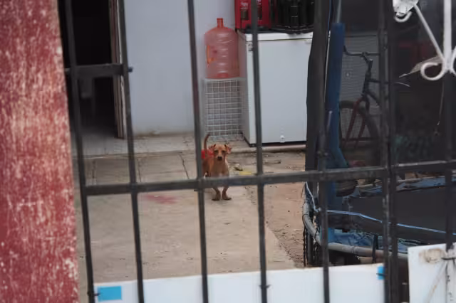 La nueva ley amplía la protección a todos los animales, pero desliga a la tauromaquia