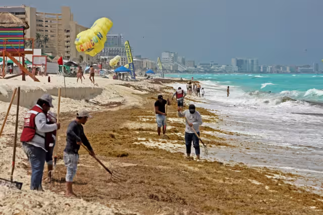 De acuerdo con la Red de Monitoreo de Sargazo Cancún, estas son las playas afectadas