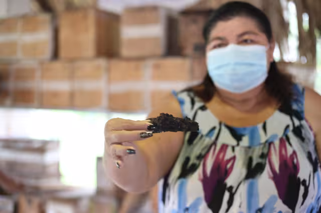 Kaabnálo’on dijo que en Maxcanú se instalaron plantas de cerdos que afectan a 29 colmenas