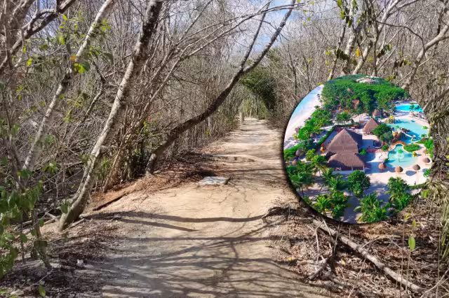 Según lo denunciado por trabajadores, el sargazo que se recoge en playas cercanas al Palladium Kantenah, es llevada a este tiradero 'clandestino' del alga, dentro de sus instalaciones