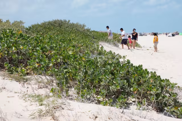 El desplazamiento favorecerá a la erosión y no aportará defensa ante fenómenos como huracanes