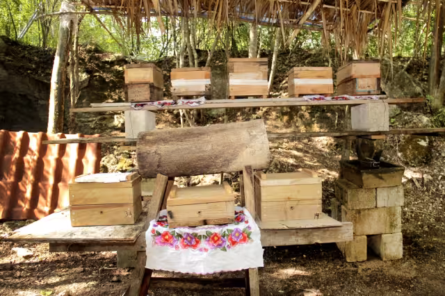 Cada colmena produce aproximadamente medio litro de miel, cuando hace cuatro o cinco años era un litro