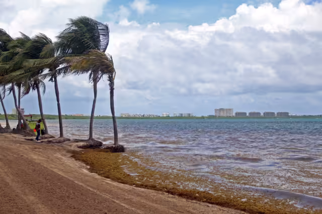 El malecón de Cozumel ha sido una de las zonas donde se ha visto mayor recale de sargazo en días recientes