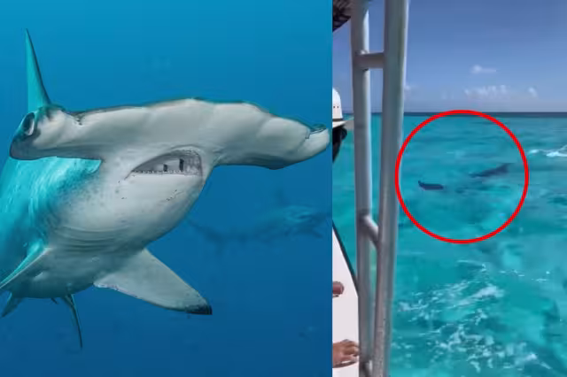 El tiburón martillo persiguió a la mantarraya por debajo del yate en el que turistas paseaban por Cozumel