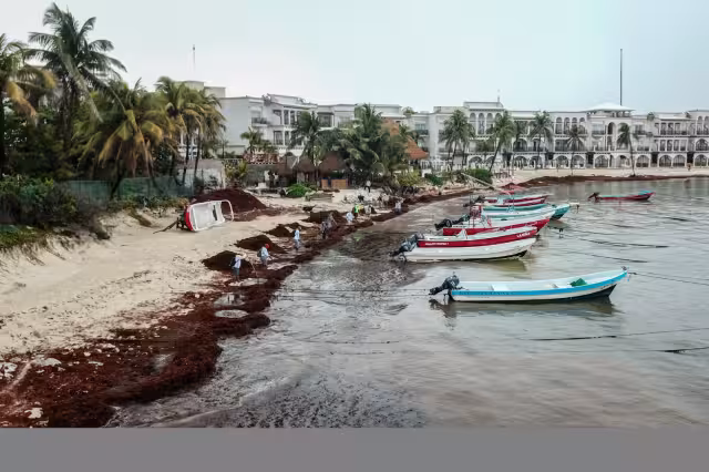 Ya comienza a notarse la presencia del sargazo en el estado
