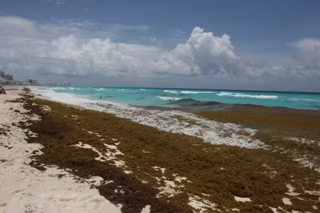 En algunas zonas de Quintana Roo se presentan afectaciones severas por la llegada del sargazo a las playas