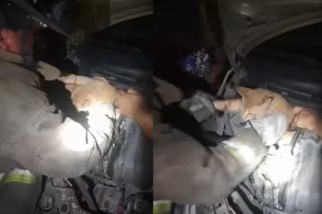El gato fue rescatado tras quedar atorado en el área del motor de un vehículo particular en el fraccionamiento Corales de Cancún