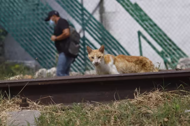 Los rescatistas se sienten “traicionados” por parte de la administración del alcalde Renán Barrera Concha