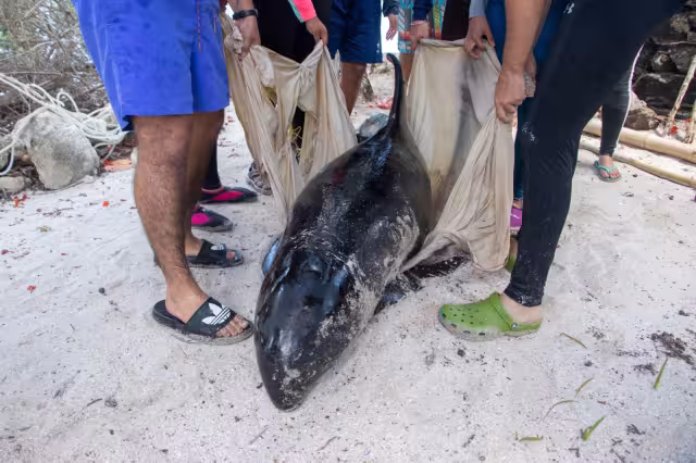 Los animales recalaron en Dzilam Bravo y Chicxulub