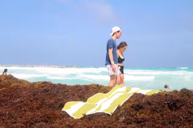 Los turistas no disfrutan por completo de las playas debido a la cantidad de sargazo existente en la arena