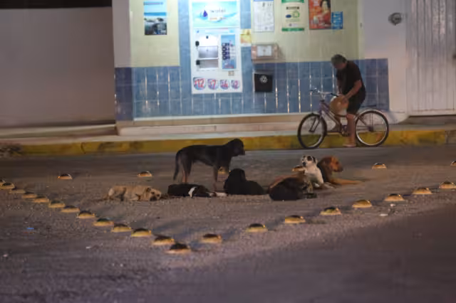 Se convocó a los propietarios de perros y gatos para que los lleven a inmunizar