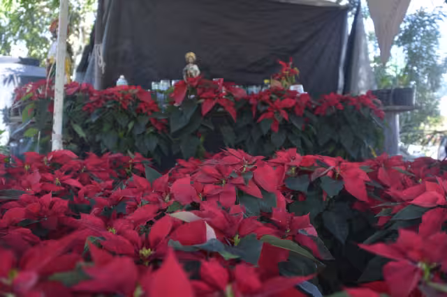 La flor la transportan desde Michoacán y el Estado de México en un trayecto que dura 40 horas; tienen la misión de vender los más de mil ejemplares que trae cada camión.