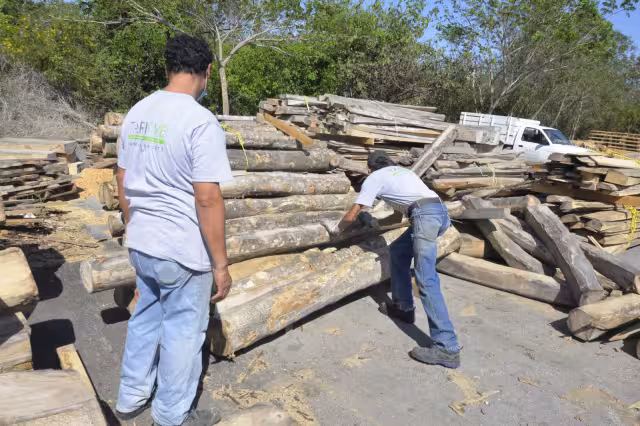 Se han registrado 16 detenidos por tráfico de madera en la Península de Yucatán