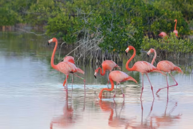 Los flamencos son protegidos por autoridades de Yucatán