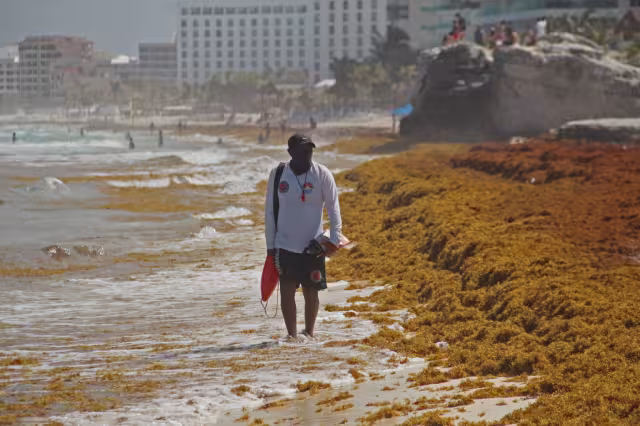 Sargazo resta belleza a las playas de Cancún