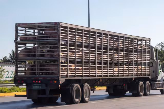 Aún repletos de cerdos, los trailers de Kekén violan la ley en el nuevo tramo en Tixpéhual, Yucatán