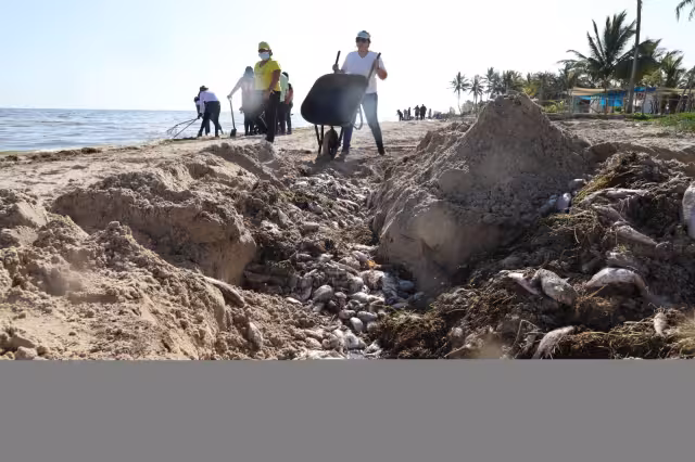 Autoridades limpian las playas de especies marinas que recalan en la arena