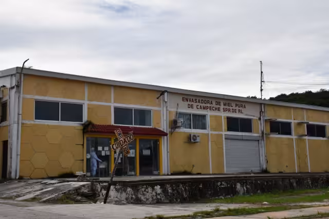 Han emigrado muchas colonias de abejas ante los cambios drásticos de temperatura, señalan
