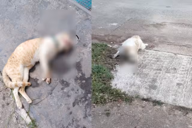 Pese a que el CCA de Cozumel no tiene denuncias sobre envenenamiento de animales, vecinos aseguran que sí ocurren