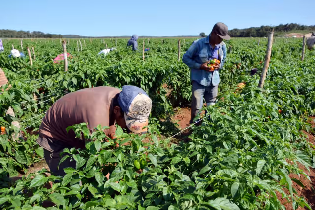 El uso de herbicidas ha puesto en peligro las zonas naturales de Campeche