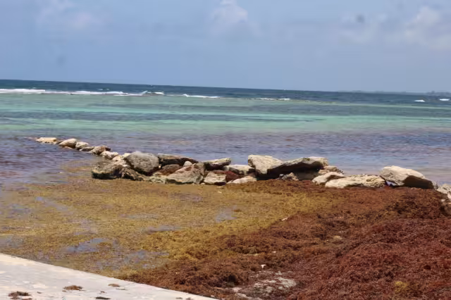 Las piedras pueden bloquear el paso a las tortugas marinas que llegan a desovar a las playas de Mahahual