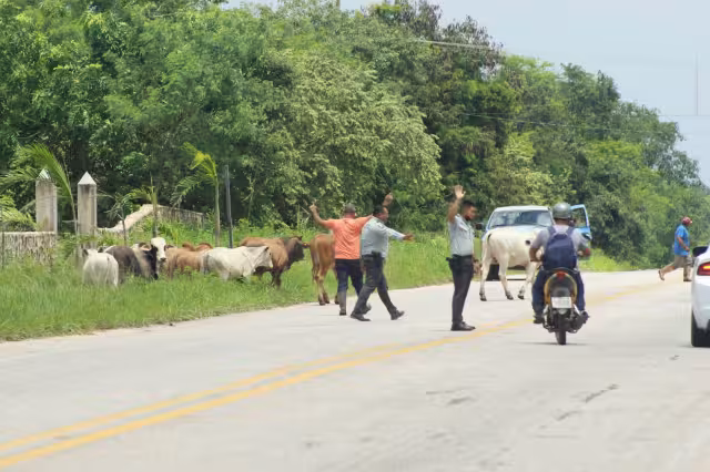 Los propietarios se las ingeniaron para ingresar de nuevo al ganado