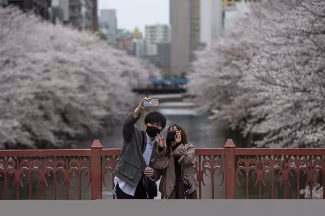 En Japón brota la flor de cerezo antes de tiempo
