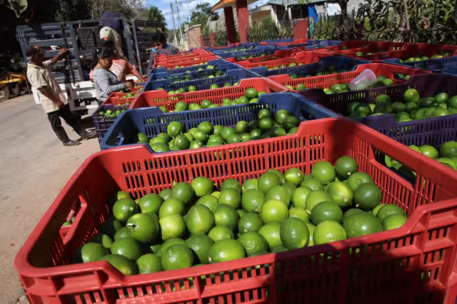 La caja con 18.5 kilos se llega a vender hasta en 800 pesos, por lo que ha sido un verdadero negocio para los citricultores en las ñultimas semanss