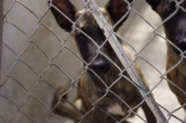 De acuerdo con las autoridades federales, en el país son 91 los casos de rabia que se han registrado en este 2021