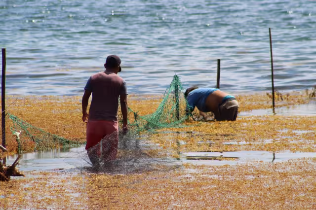 Las barreras antisargazo artesanales se rompieron, lo que permitió el paso de la macroalga a Mahahual