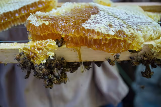 En la región de la Península de Yucatán se produce más del 30 por ciento de la producción nacional de miel de abeja, según la PLACCO