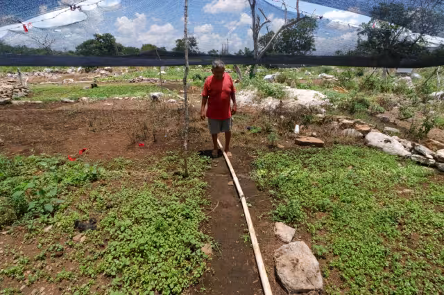 El CICY desarrolla un fertilizante para reducir el impacto ambiental y maximizar la producción