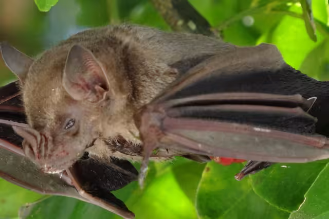 Los mayas relacionaban al murciélago, al que llamaban “zotz”, con la noche, la oscuridad, la muerte y la sexualidad