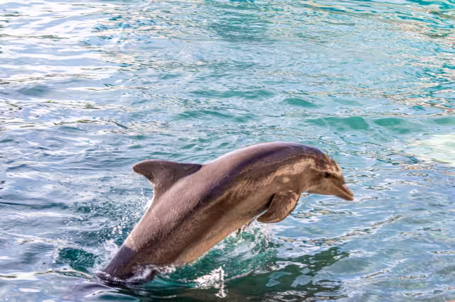 Presentan investigación de 5 años en la cual recolectaron información de más de 200 cetáceos