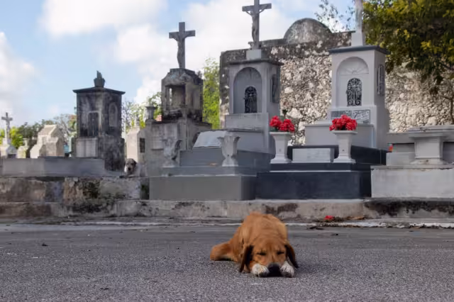 Experto asegura que el 70 por ciento de los animales comprados en Yucatán, terminan siendo abandonados después de un tiempo