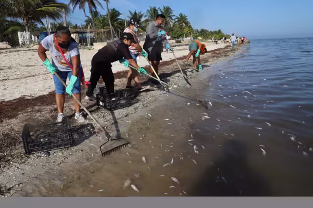 Cinco millas al Norte del puerto se desplazan otras manchas, algunas de las cuales se mantienen cerca del fondo del mar