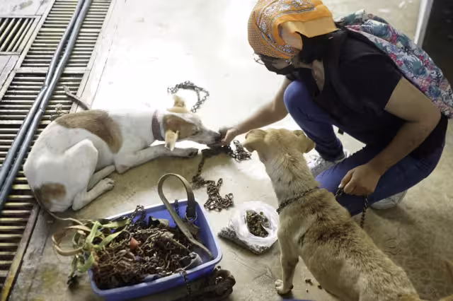 Algunos actos contra mascotas son abandono, mutilaciones, dejarlos morir de hambre y sed o envenenamiento