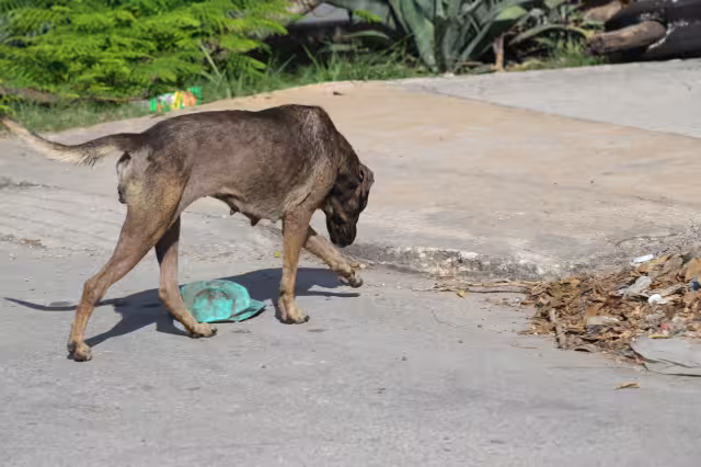 “Está bien su reglamento o lo que quieran hacer, qué lástima que no lo consulten con el pueblo o con los animalistas", activista