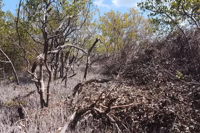 Conanp no ha dado declaración alguna