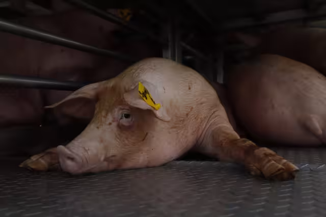 Kanan Derechos Humanos determinó que la empresa manipula a la gente de comunidades subdesarrolladas