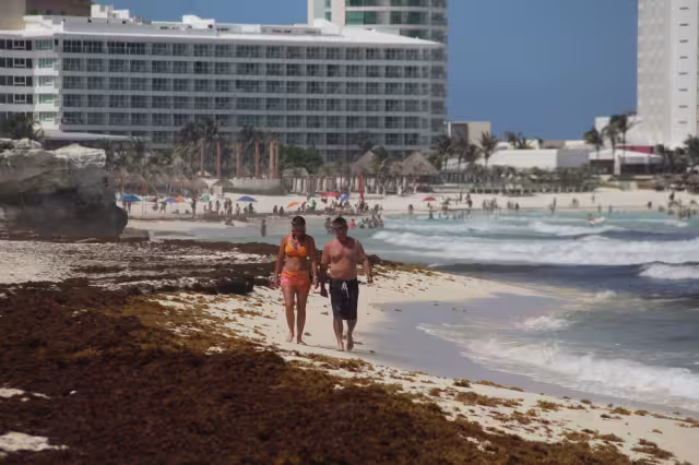 Cancún tiene cuatro playas afectadas por el sargazo, una de ellas tiene un recale excesivo de la macroalga