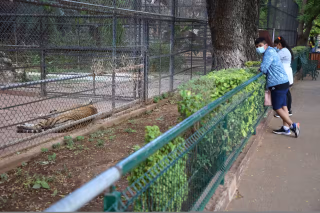 Algunos de los felinos incautados ya están puestos en exhibición en el parque principal de Mérida