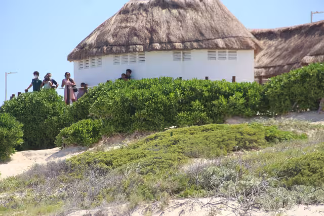 Las dunas costeras tienen propiedades idóneas para el crecimiento de estas plantas de playa en Cancún